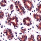 PAB11869 - DAPK2 / DRP-1