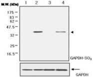 PAB1187 - GAPDH