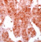 PAB11878 - CD332 / FGFR-2