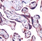 PAB11894 - SOCS3 / CIS3