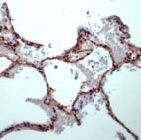 PAB11899 - Caveolin-1