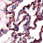PAB11900 - Caveolin-1