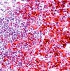 PAB11904 - CD4