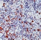 PAB11927 - Myeloperoxidase