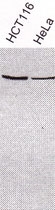 PAB11977 - XRCC3