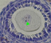 PAB12012 - SYCP3 / SCP3