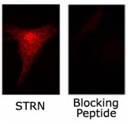 PAB12016 - Striatin / STRN