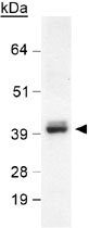 PAB12025 - SOX2
