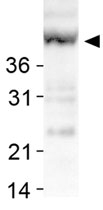 PAB12032 - SIRT7