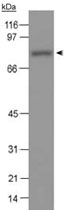 PAB12043 - SCARB1