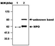 PAB1205 - Myeloperoxidase