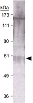 PAB12050 - RAD9A