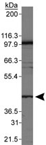 PAB12058 - PRMT2