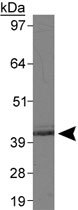 PAB12063 - OCT3/4
