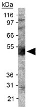 PAB12067 - Podocalyxin / PODXL