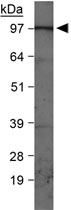 PAB12073 - PIK3C3