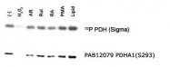 PAB12079 - PDHA1