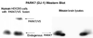 PAB12080 - DJ-1 / PARK7