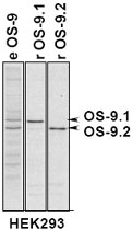PAB12082 - OS9