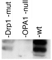PAB12083 - OPA1