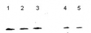 PAB12088 - NUDT1