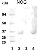 PAB12096 - Noggin