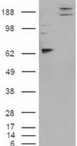 PAB12107 - CADM1 / SYNCAM