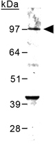 PAB12109 - mGluR6 / GRM6