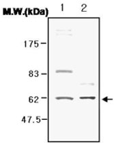 PAB1211 - Catalase