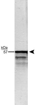 PAB12115 - Peripherin