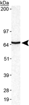 PAB12129 - Mucolipin-1