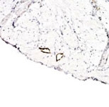 PAB12131 - LYVE-1