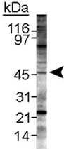 PAB12131 - LYVE-1