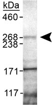 PAB12132 - PARK8 / LRRK2