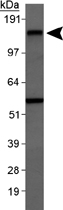 PAB12135 - CD11b