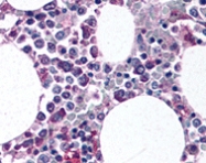 PAB12136 - CD11b