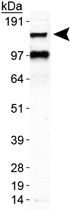 PAB12136 - CD11b