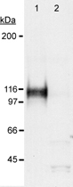 PAB12138 - HIF1A / HIF1 alpha