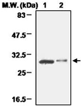 PAB1214 - 14-3-3 protein beta/alpha