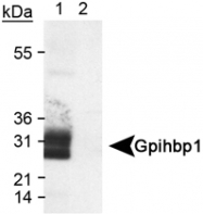 PAB12140 - GPIHBP1 / GPI-HBP1