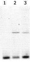 PAB12145 - CLOCK