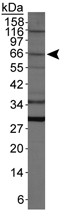 PAB12149 - APG16L / ATG16L1