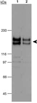 PAB12154 - CD309 / VEGFR-2 / Flk-1