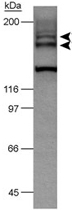 PAB12163 - CD309 / VEGFR-2 / Flk-1