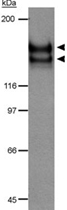 PAB12163 - CD309 / VEGFR-2 / Flk-1