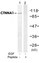 PAB12225 - Catenin alpha-1 / CTNNA1