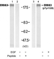 PAB12231 - ERBB3 / HER3