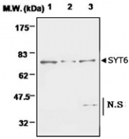 PAB1224 - Synaptotagmin-6