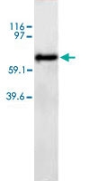 PAB12280 - Angiopoietin-2