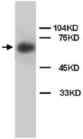 PAB12282 - Lamin-B1 (LMNB1)